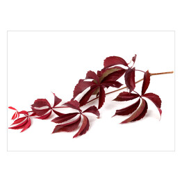 Czerwone jesienne liście winogrona 