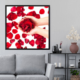 Obraz w ramie Płatki czerwonych róż w kobiecych rękach