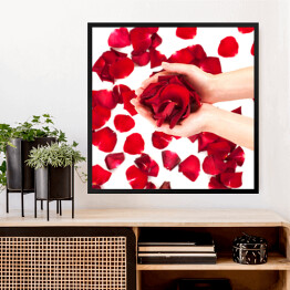 Obraz w ramie Płatki czerwonych róż w kobiecych rękach