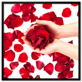 Plakat w ramie Płatki czerwonych róż w kobiecych rękach
