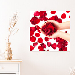 Plakat samoprzylepny Płatki czerwonych róż w kobiecych rękach