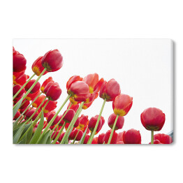 Kwiaty czerwonych tulipanów
