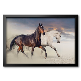 Obraz w ramie Dwa konie biegnące po pustyni 