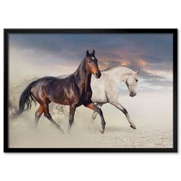 Plakat w ramie Dwa konie biegnące po pustyni 
