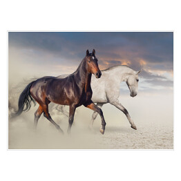 Plakat samoprzylepny Dwa konie biegnące po pustyni 