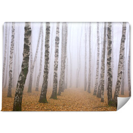 Fototapeta samoprzylepna Droga poprzez mglisty brzozowy gaj