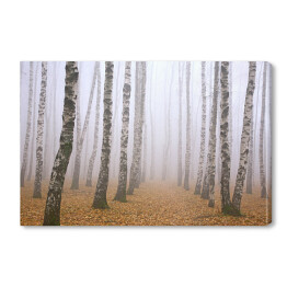 Obraz na płótnie Droga poprzez mglisty brzozowy gaj