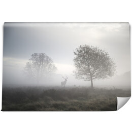Fototapeta samoprzylepna Jeleń na polanie w gęstej mgle