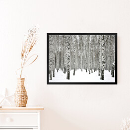 Obraz w ramie Zima w brzozowym zagajniku