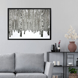 Obraz w ramie Zima w brzozowym zagajniku