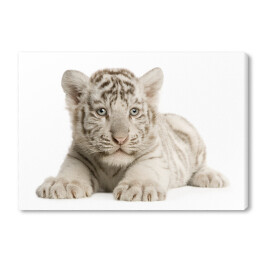 Biały dwumiesięczny tygrys