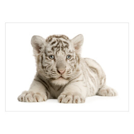 Plakat Biały dwumiesięczny tygrys