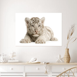 Plakat Biały dwumiesięczny tygrys