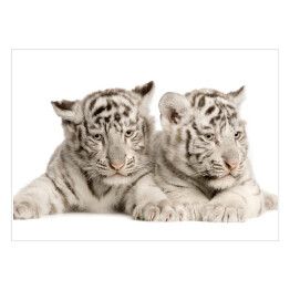 Małe białe tygrysy