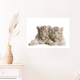Plakat Białe tygrysy