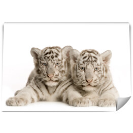 Fototapeta winylowa zmywalna Białe tygrysy
