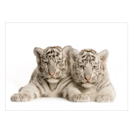 Plakat Białe tygrysy
