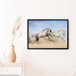 Obraz w ramie Szaro białe konie biegnące po pustyni 