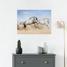 Plakat Szaro białe konie biegnące po pustyni 
