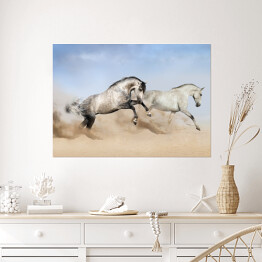Plakat Szaro białe konie biegnące po pustyni 