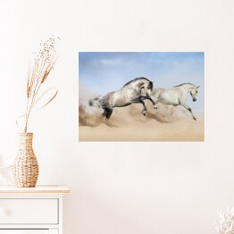 Plakat samoprzylepny Szaro białe konie biegnące po pustyni 