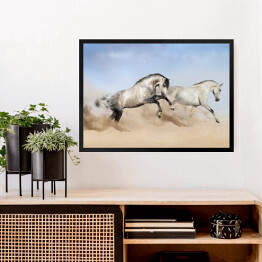 Obraz w ramie Szaro białe konie biegnące po pustyni 