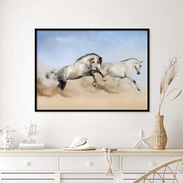 Plakat w ramie Szaro białe konie biegnące po pustyni 