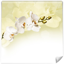 Piękna biała orchidea rzucająca cień