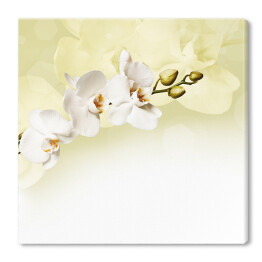 Piękna biała orchidea rzucająca cień