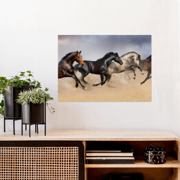 Plakat Cztery piękne ciemne konie galopujące po pustyni