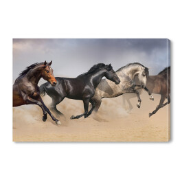 Obraz na płótnie Cztery piękne ciemne konie galopujące po pustyni