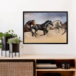 Obraz w ramie Cztery piękne ciemne konie galopujące po pustyni