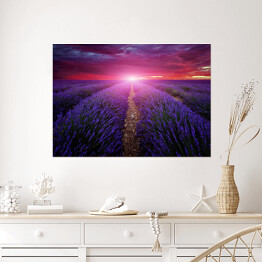 Plakat samoprzylepny Piękny obraz pola lawendy - zachód słońca latem