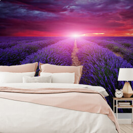Fototapeta winylowa zmywalna Piękny obraz pola lawendy - zachód słońca latem