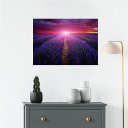 Plakat Piękny obraz pola lawendy - zachód słońca latem