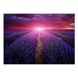 Plakat Piękny obraz pola lawendy - zachód słońca latem