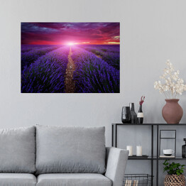 Plakat samoprzylepny Piękny obraz pola lawendy - zachód słońca latem
