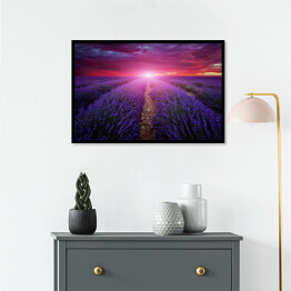 Plakat w ramie Piękny obraz pola lawendy - zachód słońca latem