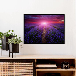 Plakat w ramie Piękny obraz pola lawendy - zachód słońca latem