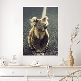 Plakat Koala na drodze