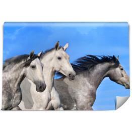 Fototapeta Trzy galopujące konie na niebieskim tle