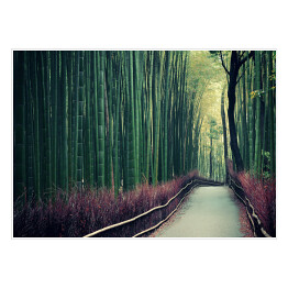 Plakat Bambusowy gaj