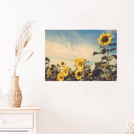 Plakat Kwiaty słonecznika w polu