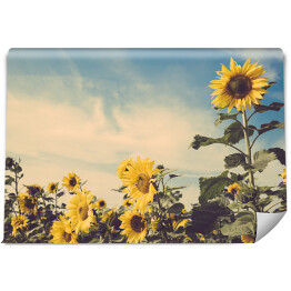 Fototapeta Kwiaty słonecznika w polu