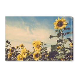 Obraz na płótnie Kwiaty słonecznika w polu