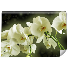 Klasyczny kwiat białej orchidei na czarnym tle