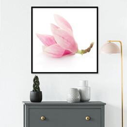 Plakat w ramie Magnolia - różowy kwiat na białym tle