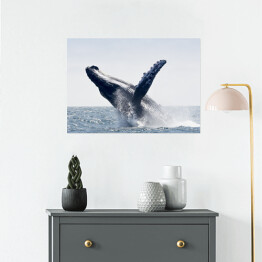 Wieloryb wyskakujący z mętnej wody