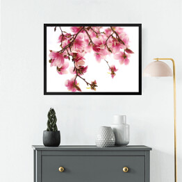 Obraz w ramie Kwiat magnolii na białym tle