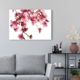 Obraz na płótnie Kwiat magnolii na białym tle